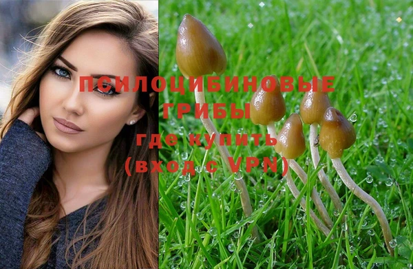 прущие грибы Алзамай